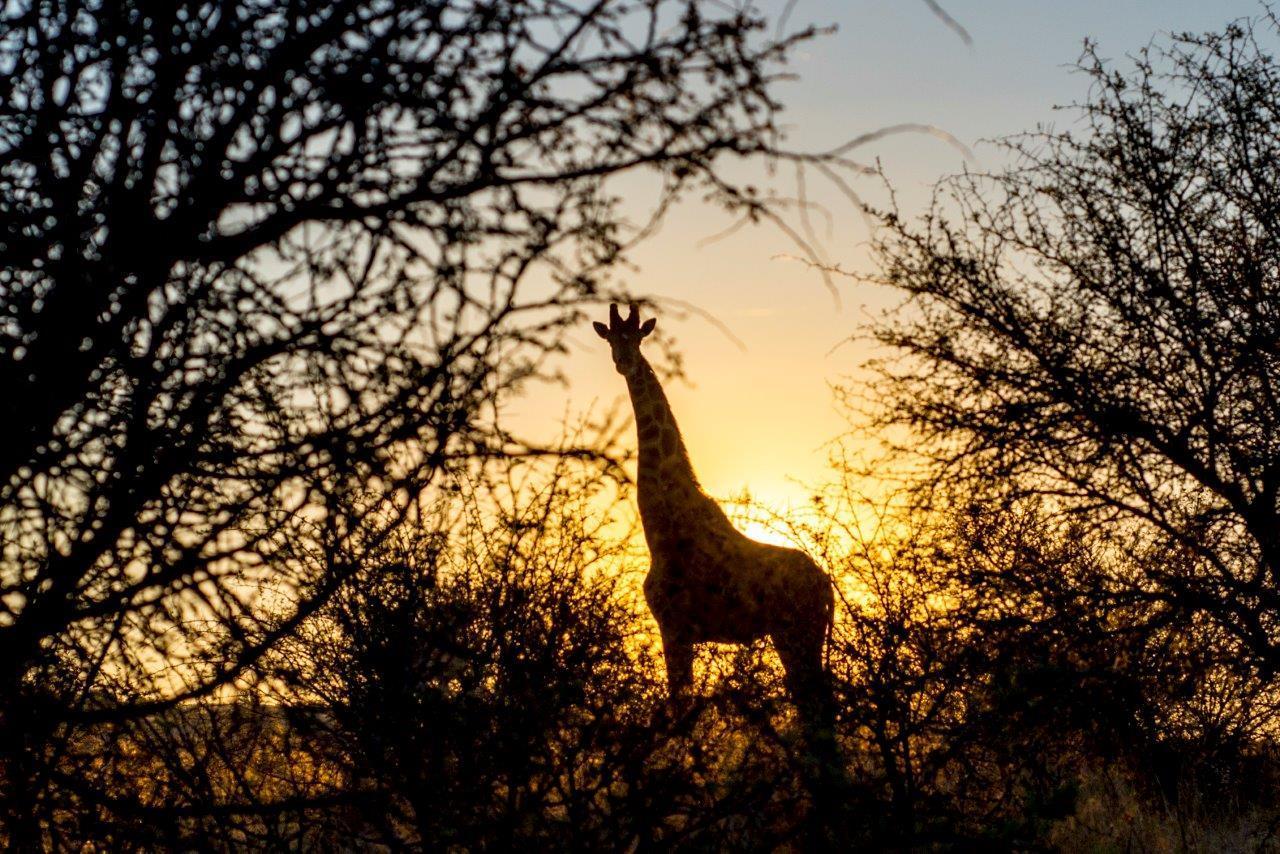 Daan Viljoen Game Lodge Windhoek Exterior foto